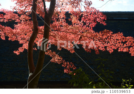 秋の上賀茂神社 境内の紅葉 京都市北区 秋の上賀茂神社 境内の紅葉 京都市北区 110539653