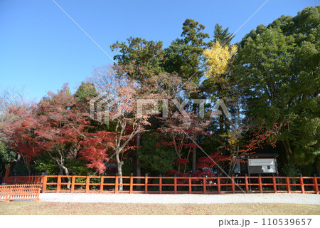 秋の上賀茂神社　境内の紅葉　京都市北区 110539657