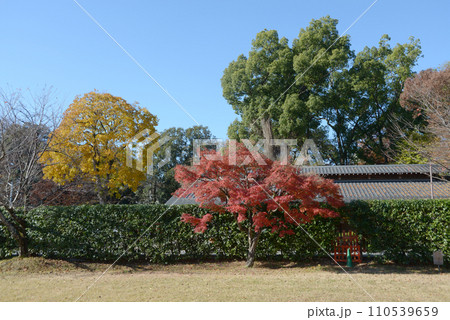 秋の上賀茂神社 境内の紅葉 京都市北区 秋の上賀茂神社 境内の紅葉 京都市北区 110539659