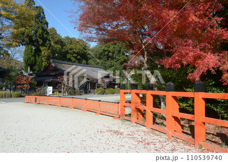 秋の上賀茂神社 境内の紅葉 京都市北区 秋の上賀茂神社 境内の紅葉 京都市北区 110539740