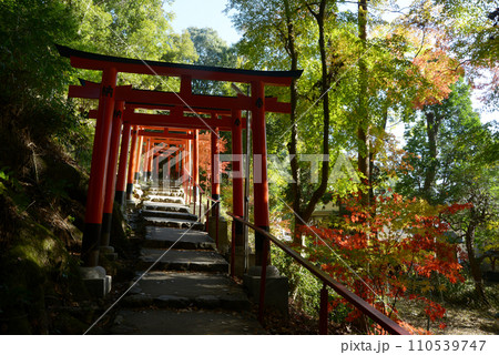 秋の上賀茂神社 二葉姫稲荷神社参道の鳥居 京都市北区 秋の上賀茂神社 二葉姫稲荷神社参道の鳥居 京都市北区 110539747