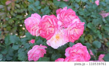 【日本】横須賀市 ヴェルニー公園に咲いたバラの花 桜霞(神奈川) 【日本】横須賀市 ヴェルニー公園に咲いたバラの花 桜霞(神奈川) 110539761