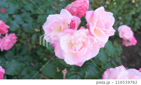 【日本】横須賀市　ヴェルニー公園に咲いたバラの花　桜霞（神奈川） 110539762