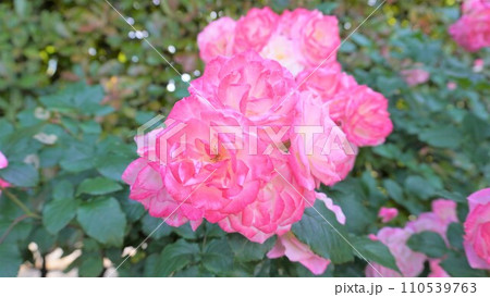【日本】横須賀市 ヴェルニー公園に咲いたバラの花 桜霞(神奈川) 【日本】横須賀市 ヴェルニー公園に咲いたバラの花 桜霞(神奈川) 110539763