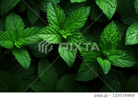 AI-generated content. Green Mint Plant Grow Background. Generative AI 110539969