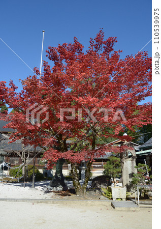 秋の今宮神社 境内の紅葉 京都市北区紫野 秋の今宮神社 境内の紅葉 京都市北区紫野 110539975