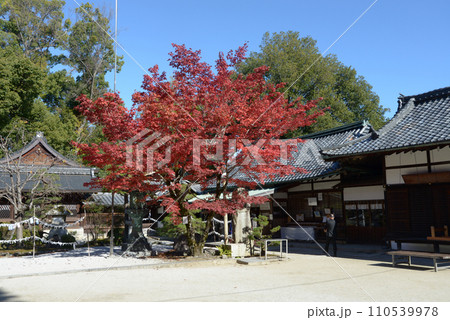 秋の今宮神社 境内 京都市北区紫野 秋の今宮神社 境内 京都市北区紫野 110539978