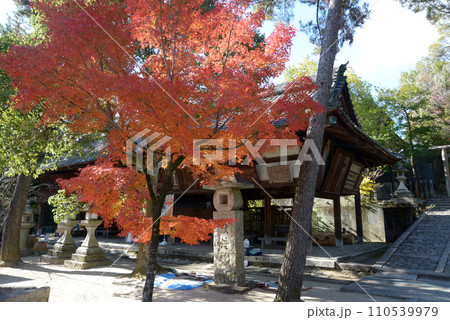 秋の今宮神社　境内の紅葉　京都市北区紫野 110539979