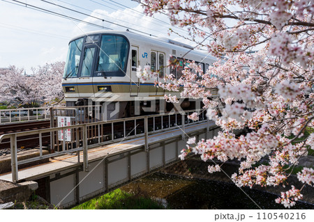 奈良線 大和路線 桜満開の佐保川 110540216