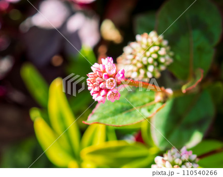 ピンク色と白色の可憐なヒメツルソバ（姫蔓蕎麦）の花 110540266