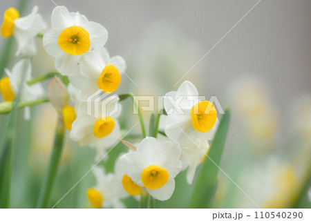 水仙の花 水仙の花 110540290