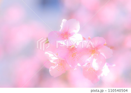 桜の花　河津桜 110540504