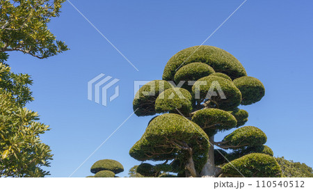 きれいに剪定された庭木 110540512