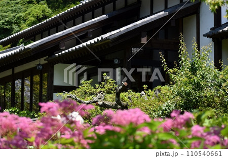 アジサイが咲き乱れる青龍山吉祥寺 110540661