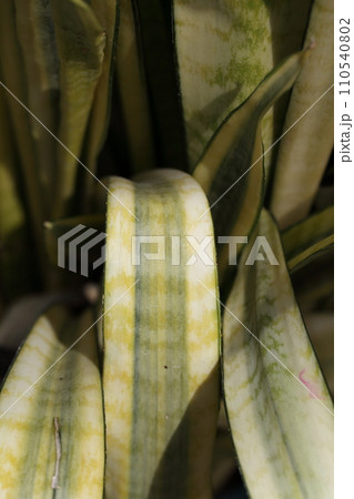 キフチトセラン・観葉植物 キフチトセラン・観葉植物 110540802