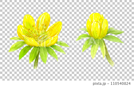 水彩で描いた節分草　キバナセツブンソウ 110540824