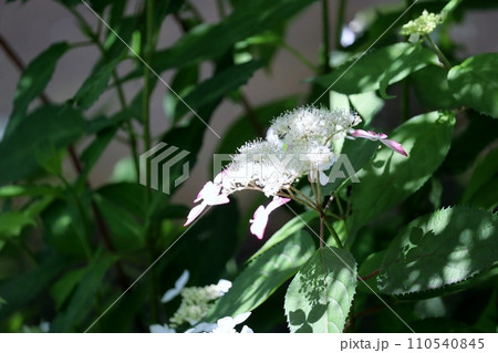 アジサイが咲き乱れる青龍山吉祥寺 110540845