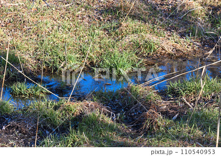 水辺の冬景色　湿地帯　自然観察　 110540953