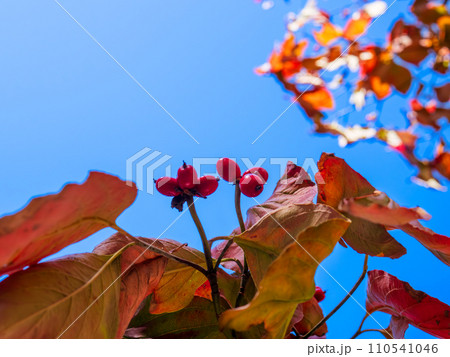 青空を背景に真っ赤な実と紅葉した葉を付けた秋のハナミズキ(花水木) 青空を背景に真っ赤な実と紅葉した葉を付けた秋のハナミズキ(花水木) 110541046