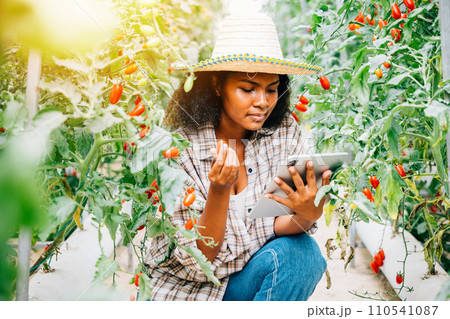Smart farming in action, Asian Black woman farmer uses a digital tablet in the greenhouse. Owners work, growing tomatoes, inspecting vegetables for quality with innovation. Smart farming in action, Asian Black woman farmer uses a digital tablet in the greenhouse. Owners work, growing tomatoes, inspecting vegetables for quality with innovation. 110541087