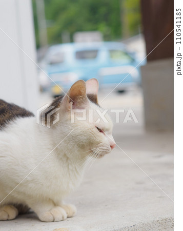 道の駅にいついた野良猫が眠そう 110541185