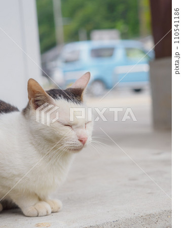 野良猫の穏やかな日常 110541186