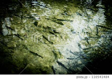 魚影~岩魚~ 魚影~岩魚~ 110541484