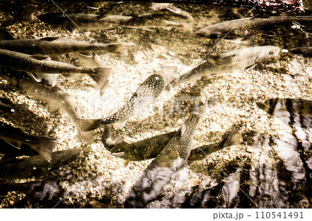 魚影~岩魚~ 魚影~岩魚~ 110541491