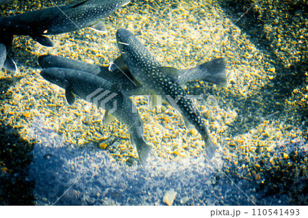 魚影～岩魚～ 110541493