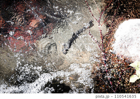 流れに逆らう岩魚～魚影～ 110541635