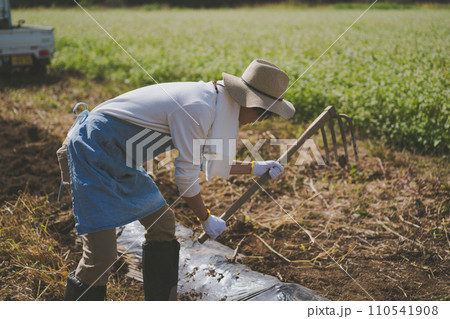 vegetable field 110541908