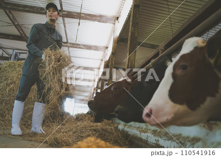 ranch ranch 110541916