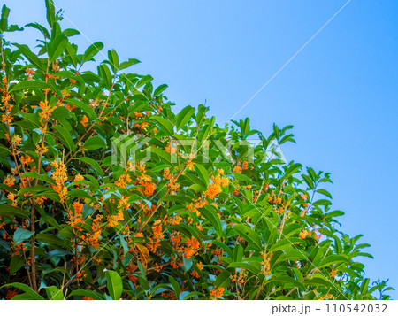 青空に映えるキンモクセイ(金木犀)の綺麗な満開のオレンジ色の花 青空に映えるキンモクセイ(金木犀)の綺麗な満開のオレンジ色の花 110542032