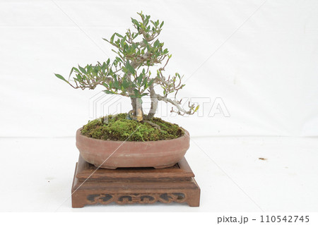 a Bonsai pine tree against a white wall a Bonsai pine tree against a white wall 110542745