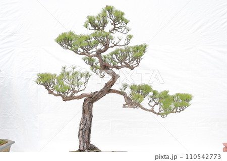 a Bonsai pine tree against a white wall 110542773