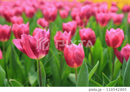 a Tulipa gesneriana, the flower bed at garden 110542805
