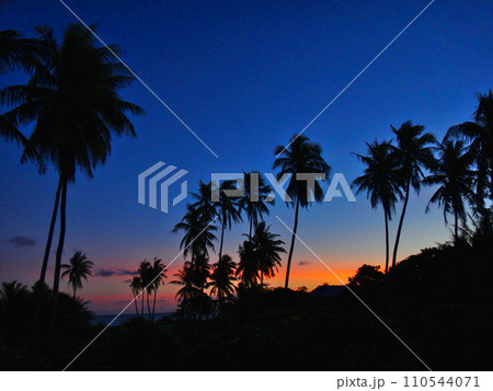 タヒチ・ランギロア環礁・ヤシの木と夕焼け タヒチ・ランギロア環礁・ヤシの木と夕焼け 110544071