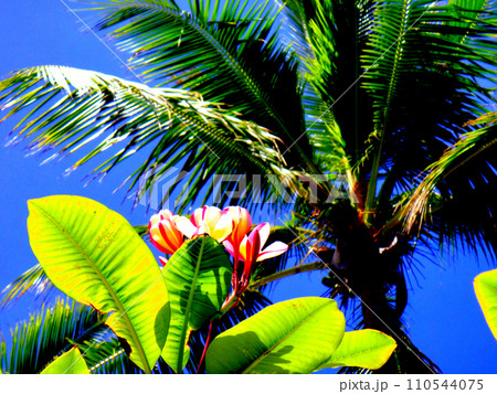 タヒチ・ランギロア環礁・リゾートの花 タヒチ・ランギロア環礁・リゾートの花 110544075