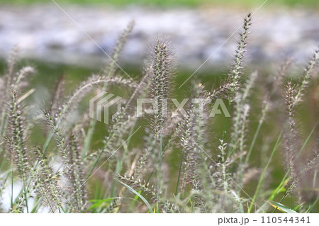 水辺に生える力芝（チカラシバ）  110544341