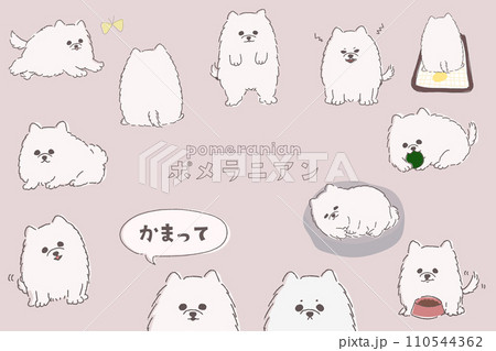 白いポメラニアンのポーズセットのイラスト素材 [110544362] - PIXTA