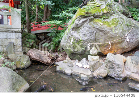 静岡県　来宮神社境内の風景　鯉が泳ぐ池 110544409