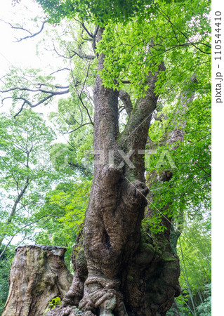 静岡県 来宮神社の天然記念物「大楠」 静岡県 来宮神社の天然記念物「大楠」 110544410