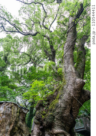 静岡県　来宮神社の天然記念物「大楠」 110544411