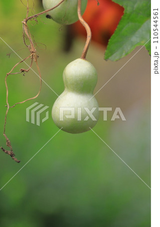 かわいいひょうたんの実  かわいいひょうたんの実  110544561