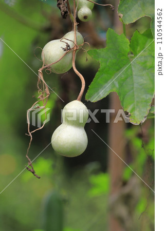 かわいいひょうたんの実　 110544562