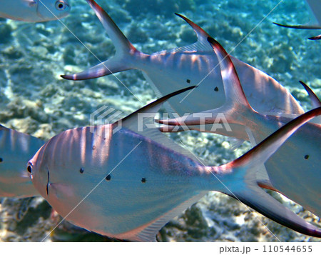 沖縄・座間味・阿嘉島・北浜（ニシバマ）ビーチのコバンアジ 110544655