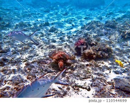 沖縄・座間味・阿嘉島・北浜（ニシバマ）ビーチのウミガメ 110544699