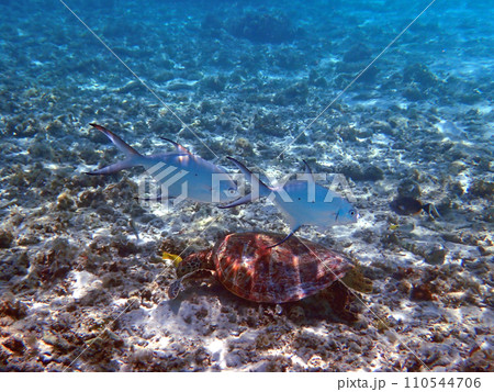 沖縄・座間味・阿嘉島・北浜（ニシバマ）ビーチのウミガメ 110544706