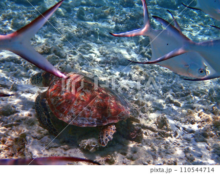 沖縄・座間味・阿嘉島・北浜（ニシバマ）ビーチのウミガメ 110544714