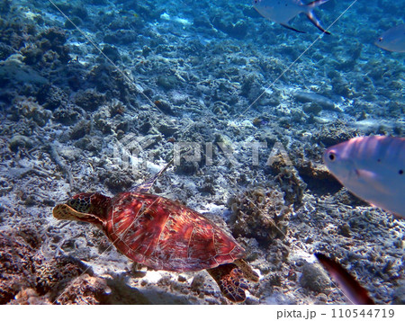 沖縄・座間味・阿嘉島・北浜（ニシバマ）ビーチのウミガメ 110544719